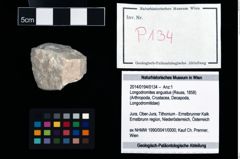 Foto (Objekt + Etikett) von Longodromites angustus (Reuss, 1858)  (NHMW-GEO-2014-0194-0134)